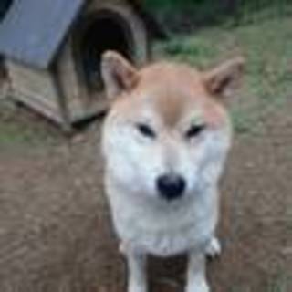 柴犬なのに愛想の良いトド松君去勢済お庭OK