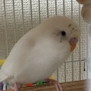 セキセイインコ♀の里親募集です