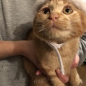おてんばな茶トラちゃん