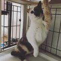 個性的フェイス パステル三毛 仮名 半分ちゃん