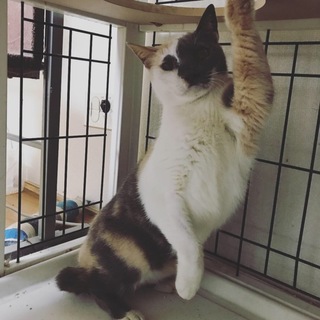 個性的フェイス パステル三毛 仮名 半分ちゃん