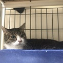 飼い主センター持ち込み  きじ白  アオイちゃん