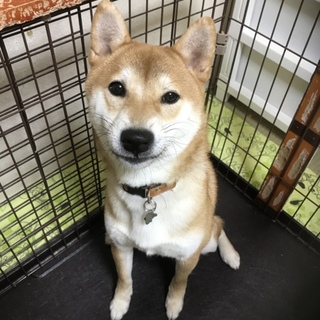 柴犬(１歳)の里親さん募集します。
