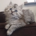※受付一時中止【2匹ペアで】甘えん坊美猫長毛兄妹