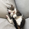 てぃーあも