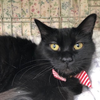 12/23里親会参加します