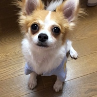 ちゃちゃ丸