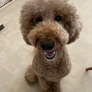 スタンダードプードル 3歳 メス