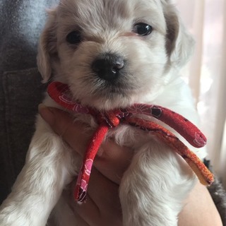 子犬の里親募集