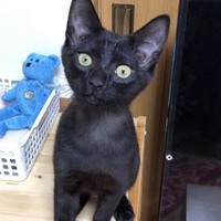もず