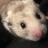 みるる