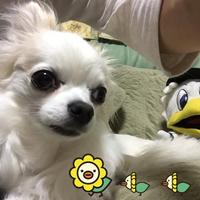 とうふ