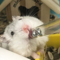 おもち