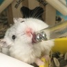 おもち