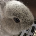2ヶ月のうさぎさん
