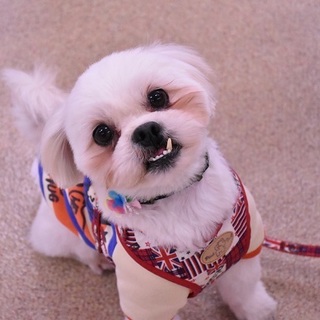 キャラ濃いめのシーズーMIXくん