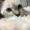 3ヶ月ブルーアイ子猫