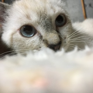3ヶ月ブルーアイ子猫