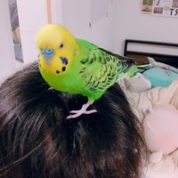 せつこ