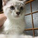 3ヶ月ブルーアイ男の子(一時停止)