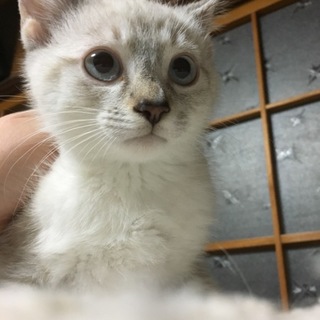 3ヶ月ブルーアイ男の子(一時停止)