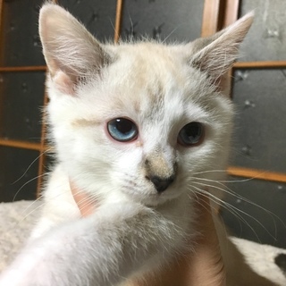 タレ目なブルーアイ男の子