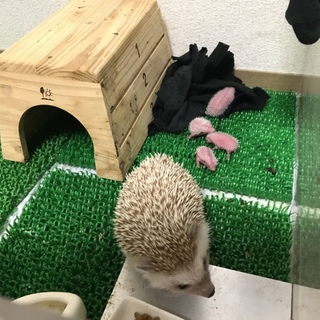 ハリネズミの子供(生後2ヶ月)