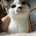 キジ白3ヶ月女の子