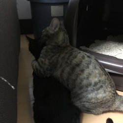 「保護から１週間・・・」サムネイル2