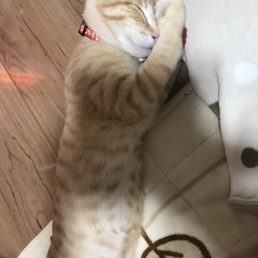 トラ斗の写真