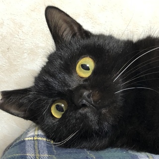 甘えん坊の黒猫  心太朗   7ヶ月くらい