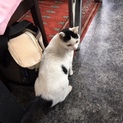 チコちゃん里親募集