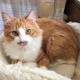 可愛い目！身体は大きいけど気が小さい男の子