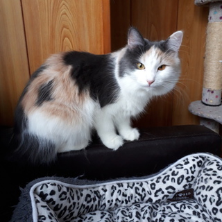 ありがとうございます。