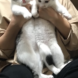 里親になって一ヶ月が経ちました！