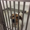 元気で可愛いミックス犬