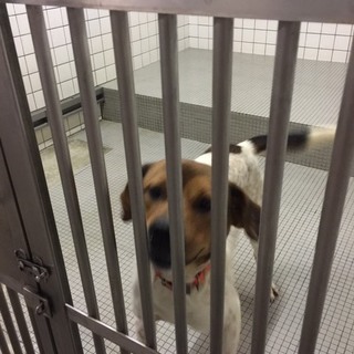元気で可愛いミックス犬