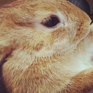 保護うさぎ：活発なオレンジいーたん（オス）