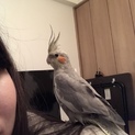 オカメインコ ノーマルとルチノー