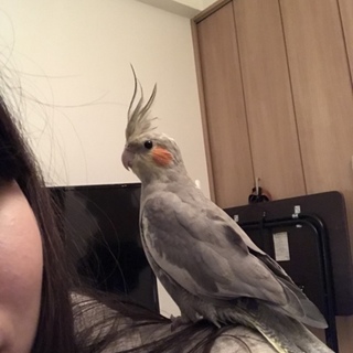 オカメインコ ノーマルとルチノー