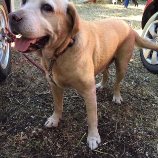 イエローラブのトムトム