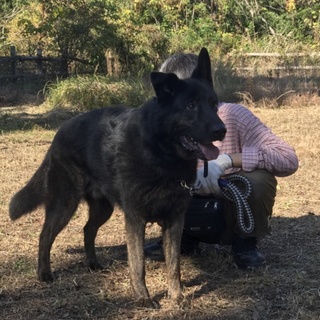 シェパードのルーイくん、お家が決まりました！