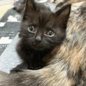 ☆可愛過ぎる黒猫女の子☆
