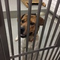 若いミックス犬のボーくん