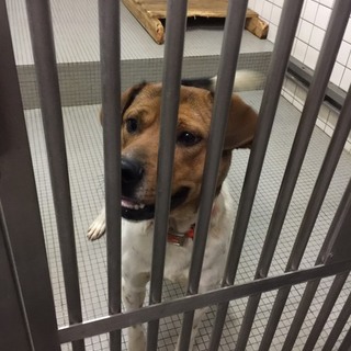 若いミックス犬のボーくん
