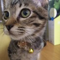 メス、メス、オス！ちびキジ三兄弟！①ののちゃん