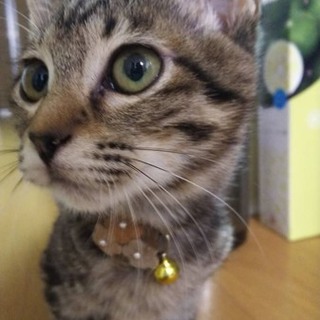 メス、メス、オス！ちびキジ三兄弟！①ののちゃん