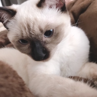 可愛がっていただける方！！