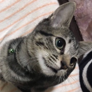メス、オス！ちびキジきょうだい！れいちゃん