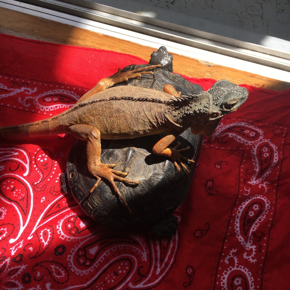 かめきちのカバー写真